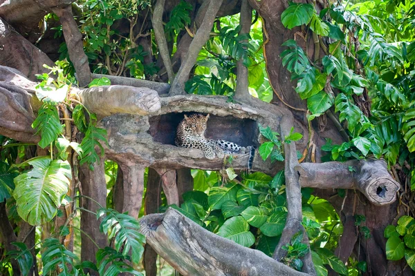 Cheetah africano — Foto Stock