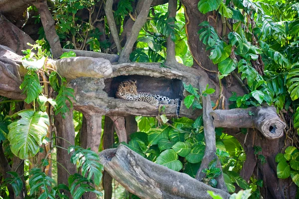 Cheetah africano — Foto Stock