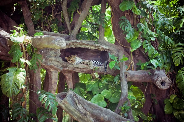 African Cheetah — Stock Photo, Image