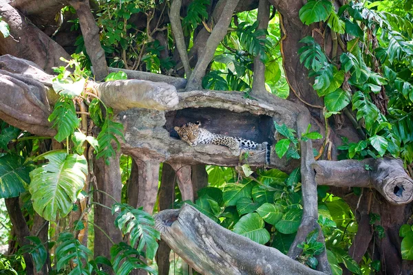 Afrikansk gepard — Stockfoto