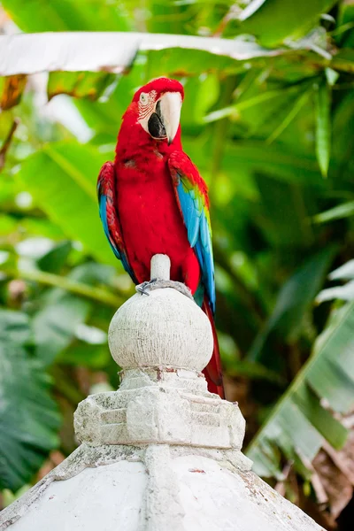 Amerika papağanı papağan — Stok fotoğraf