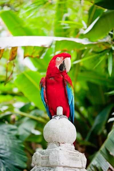 Papagaio-da-índia — Fotografia de Stock