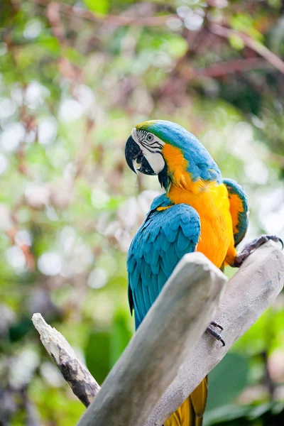 Macaw papegoja sitter på gren — Stockfoto