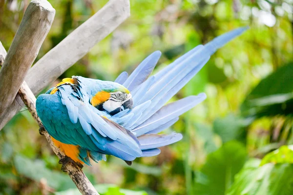 Macaw parrot sitting on branch — Stock Photo, Image