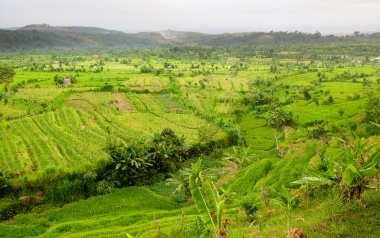 alanlar, bali, Endonezya pirinç