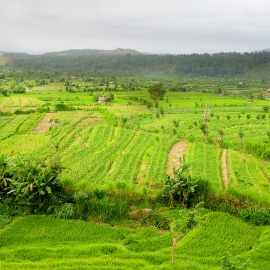 alanlar, bali, Endonezya pirinç