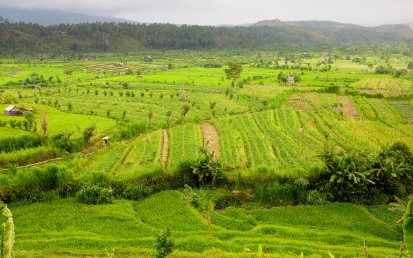 Ryżu pola, bali, Indonezja — Zdjęcie stockowe