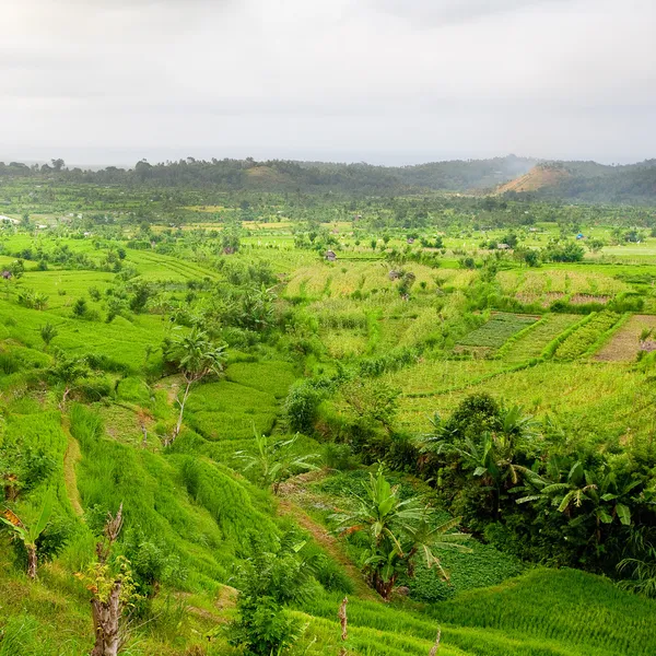 Ryżu pola, bali, Indonezja — Zdjęcie stockowe