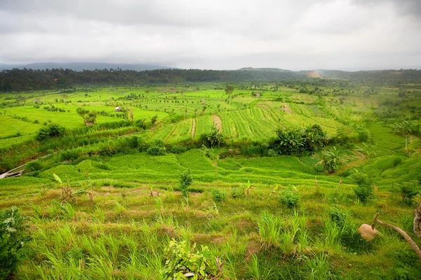 Ryżu pola, bali, Indonezja — Zdjęcie stockowe