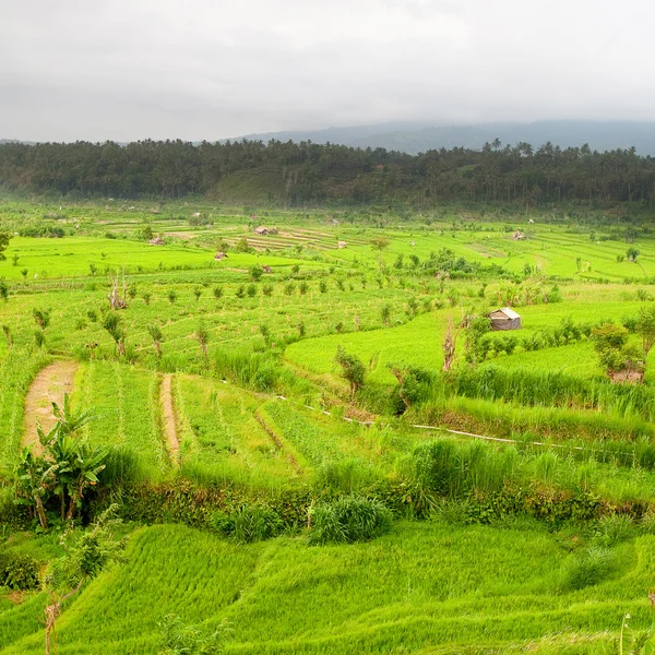 Ryżu pola, bali, Indonezja — Zdjęcie stockowe