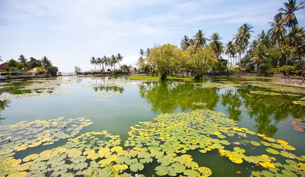 Lotus sur l'étang — Photo