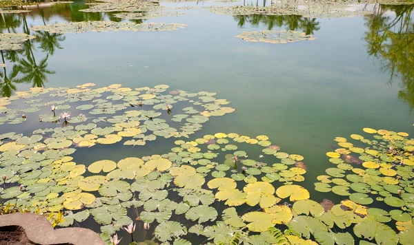 Lótus na lagoa — Fotografia de Stock