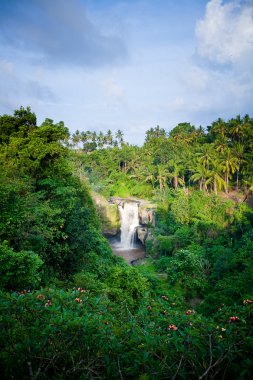 Bali tropikal orman şelale