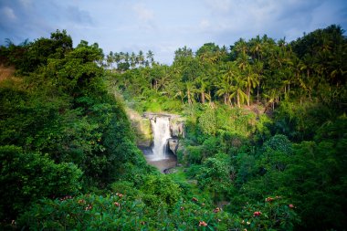 Bali tropikal orman şelale