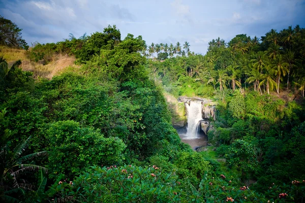 Waterfall in tropical forest in Bali — Stock Photo, Image