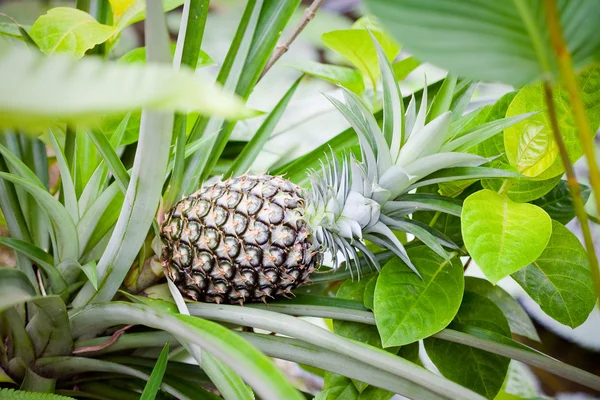 Green pineapple on tree