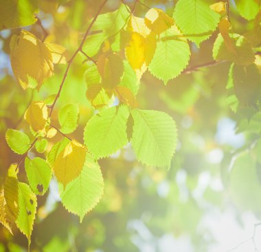 güneş ışığı ile sonbahar yaprakları