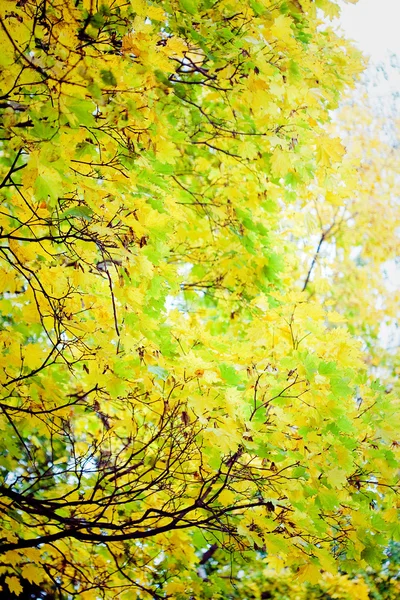 Feuilles d'automne avec lumière du soleil — Photo