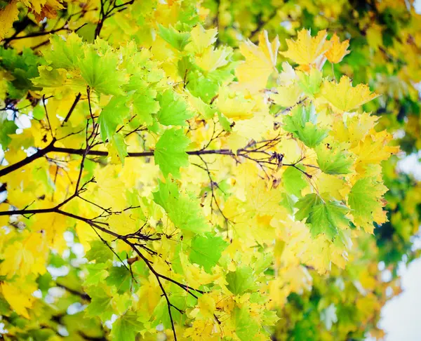 Folhas de outono com luz solar — Fotografia de Stock
