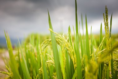 alanlar, bali, Endonezya pirinç