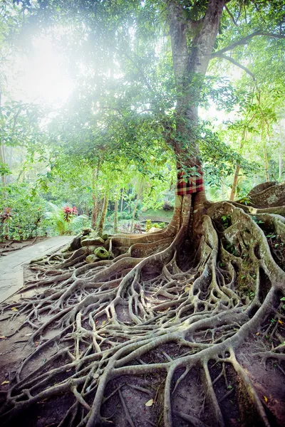 地上の木の根は — ストック写真