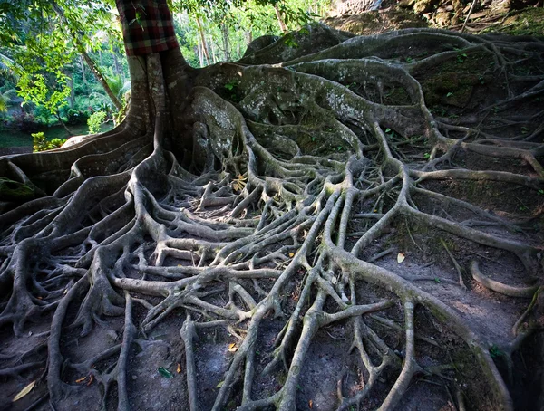 Raíces de árboles en el suelo —  Fotos de Stock