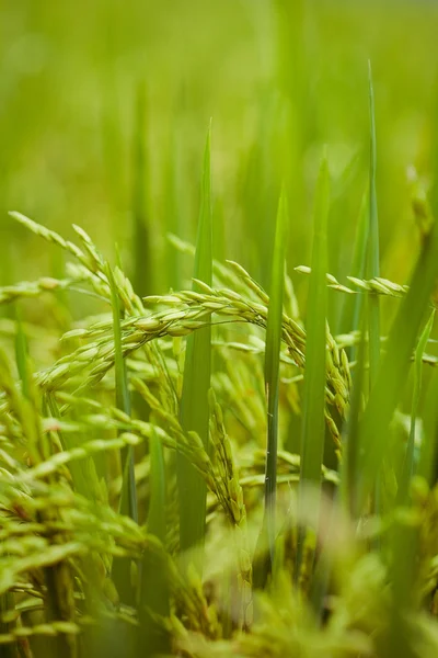 Campos de arroz, Bali, Indonésia — Fotografia de Stock