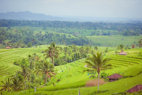 Piante di riso, Bali, Indonesia — Foto Stock