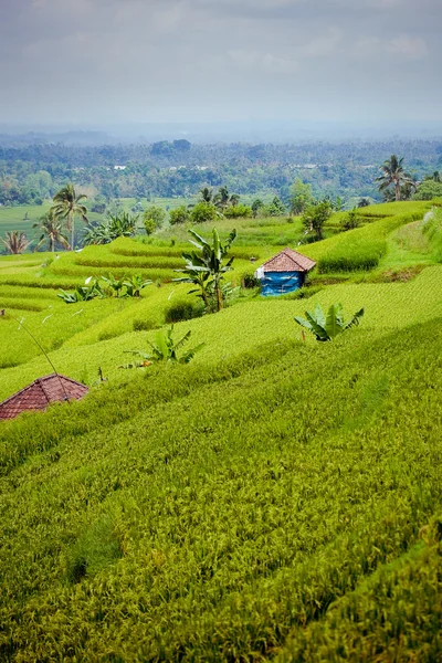 Ryżu pola, bali, Indonezja — Zdjęcie stockowe