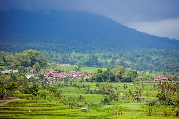 Piante di riso, Bali, Indonesia — Foto Stock