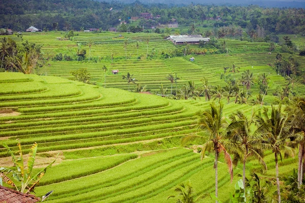 Ris fält, bali, Indonesien — Stockfoto