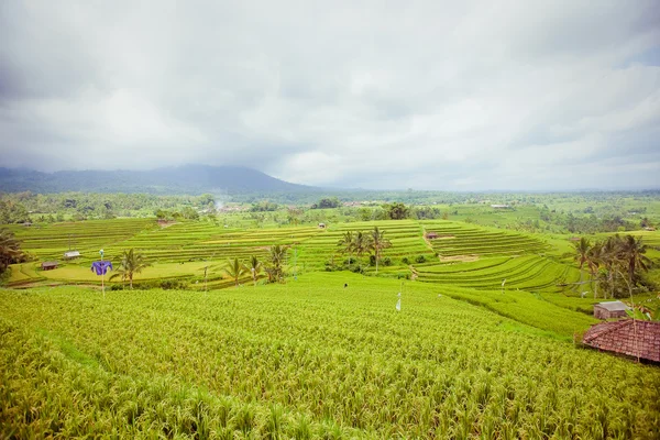 Ryżu pola, bali, Indonezja — Zdjęcie stockowe