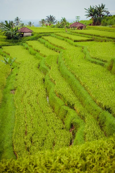 Alanlar, bali, Endonezya pirinç — Stok fotoğraf