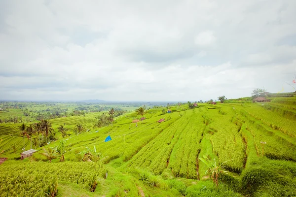 Campos de arroz, Bali, Indonésia — Fotografia de Stock