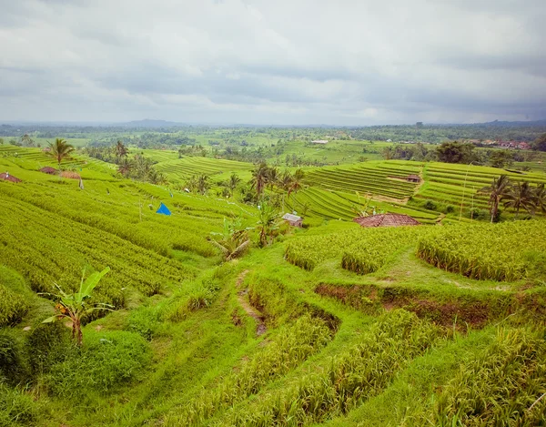 Campos de arroz, Bali, Indonésia — Fotografia de Stock