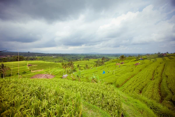 Ryżu pola, bali, Indonezja — Zdjęcie stockowe