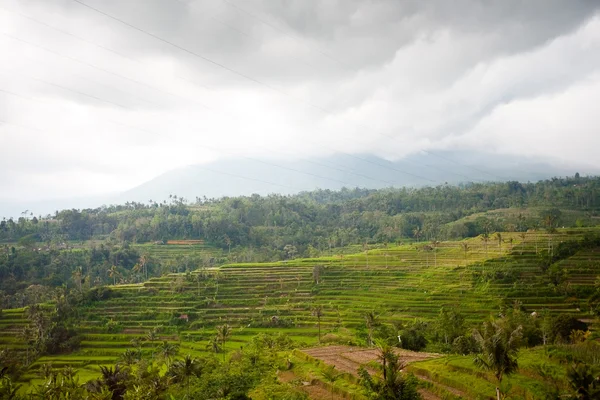 Campos de arroz, Bali, Indonesia — Foto de Stock