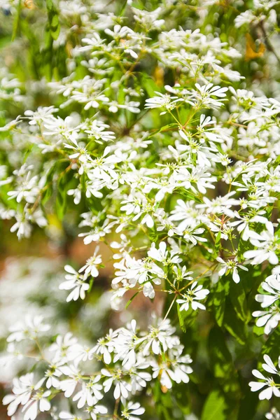 Weiße Blumen am Baum, Thailand — Stockfoto
