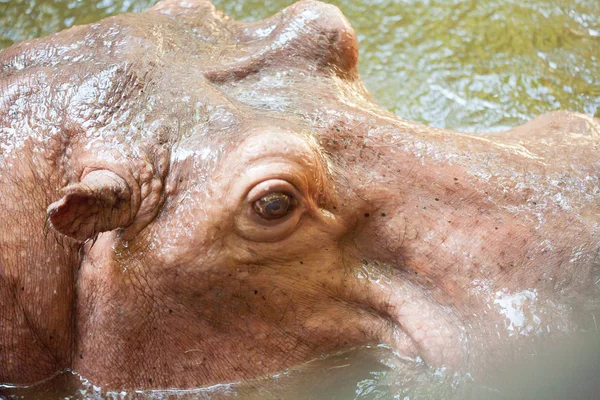Hipopotam pływanie — Zdjęcie stockowe