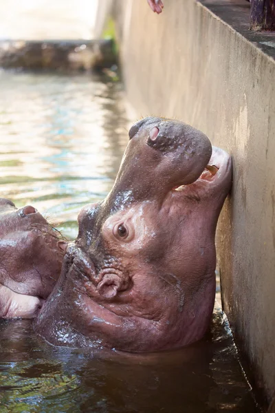 Hipopótamo buscando una comida —  Fotos de Stock