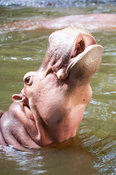 Hipopótamo buscando una comida — Foto de Stock