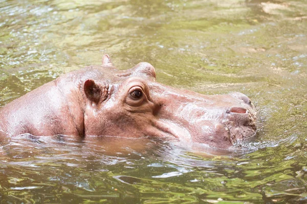 Hipopótamo nadando — Foto de Stock