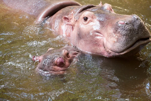 赤ちゃんカバとプールの母 — ストック写真