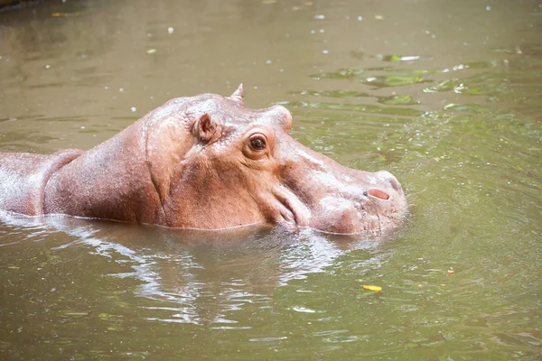 Ippopotamo nuoto — Foto Stock