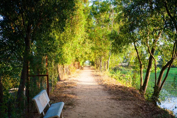 Avenue parkta ağaçların — Stok fotoğraf