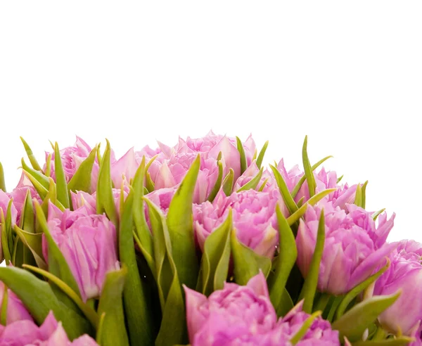 Piękne fioletowe tulipany — Zdjęcie stockowe