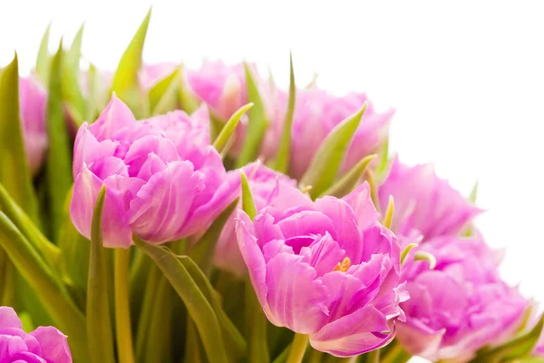 Mooie paarse tulpen — Stockfoto