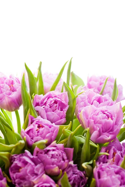 Schöne lila Tulpen — Stockfoto