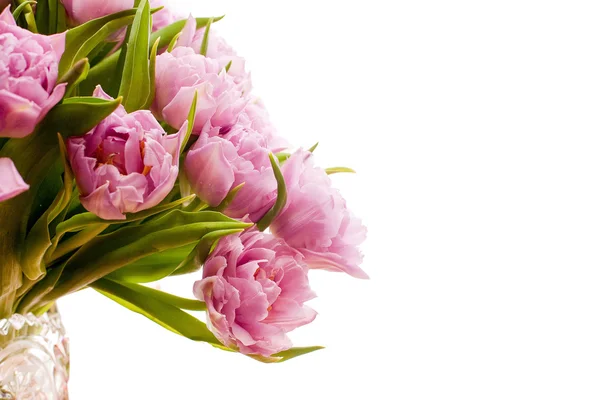 Schöne lila Tulpen — Stockfoto