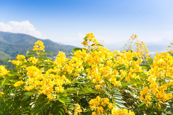 Kwitnące żółte kwiaty — Zdjęcie stockowe